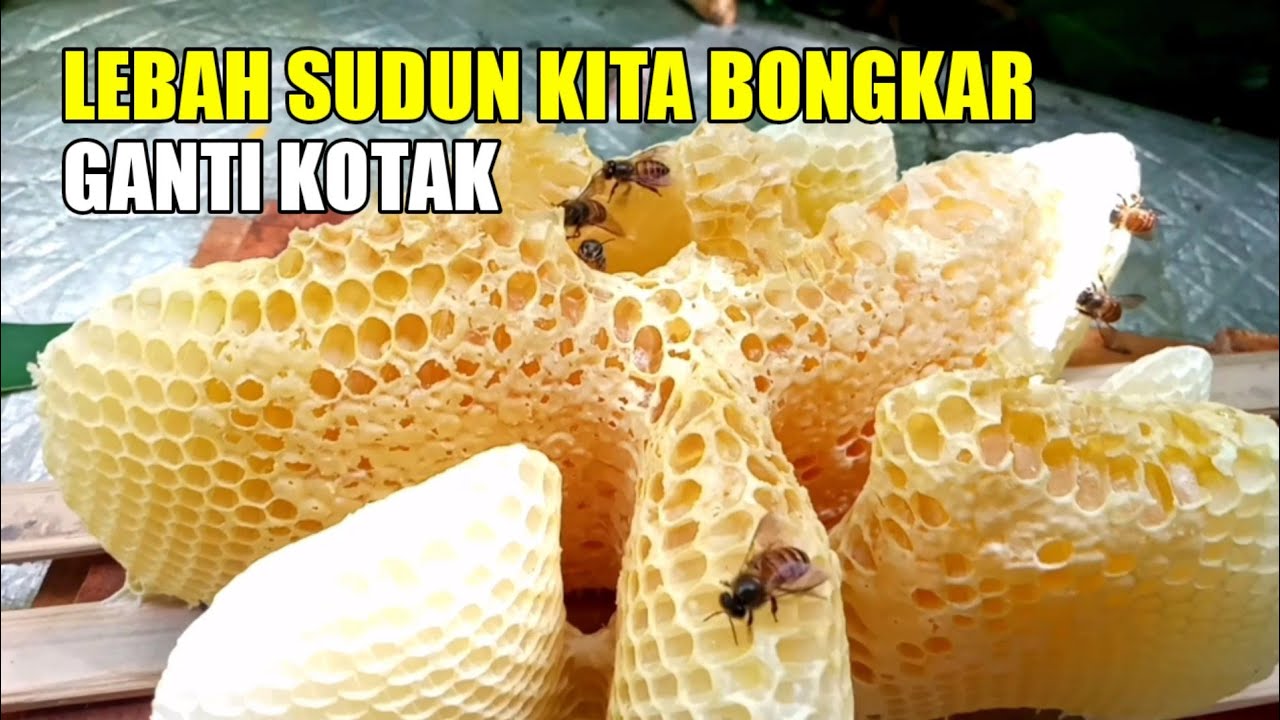 Kotak susu terpaksa kita bongkar dulu
