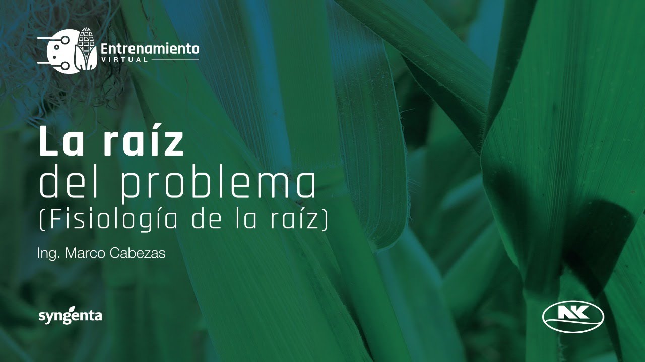 Entrenamiento Virtual: La raíz del problema (fisiología de la raíz).