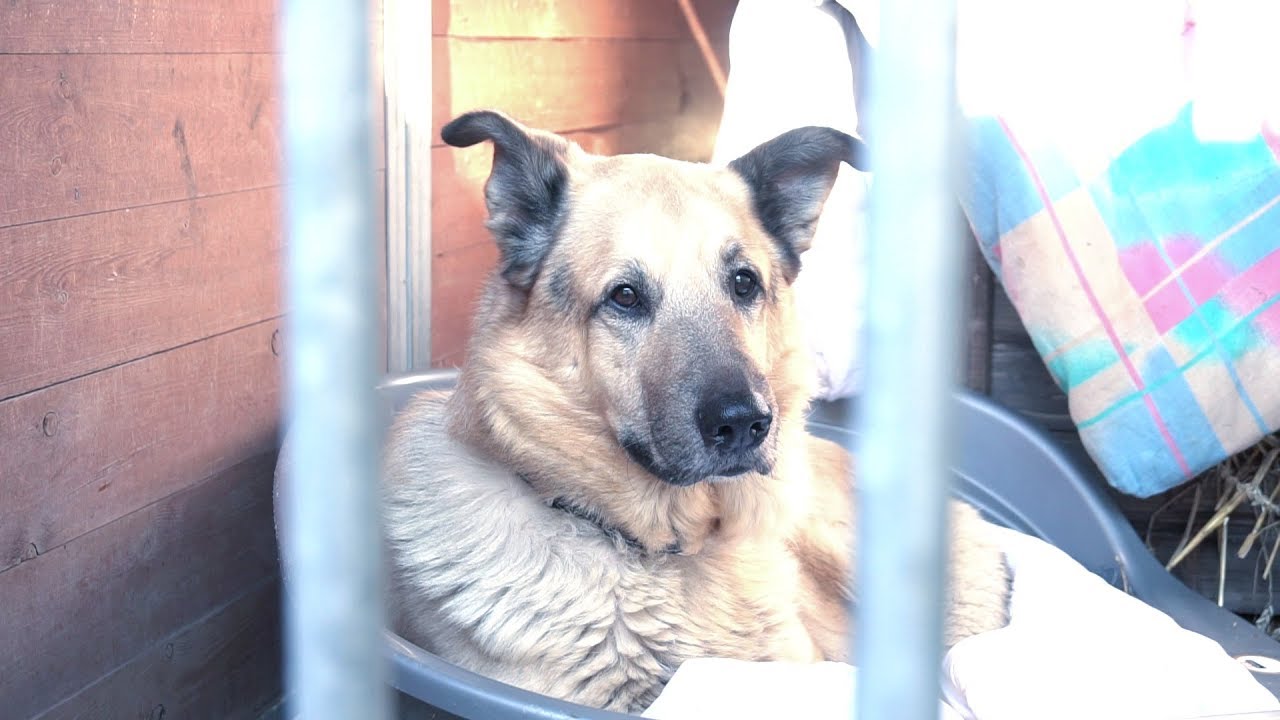 Dingo gaśnie w schronisku... Podaruj mu dom!