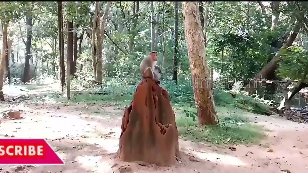 Talakona Jungle Safari-2