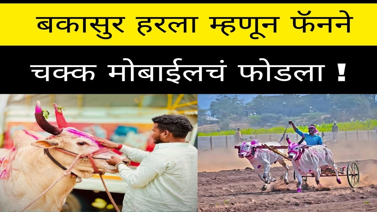 बकासुर हरला म्हणून एका फॅन मोबाईल फोडला १० ,०००  हजाराचा #bailgada#बकासुर#bakasur#bailgada sharayt#