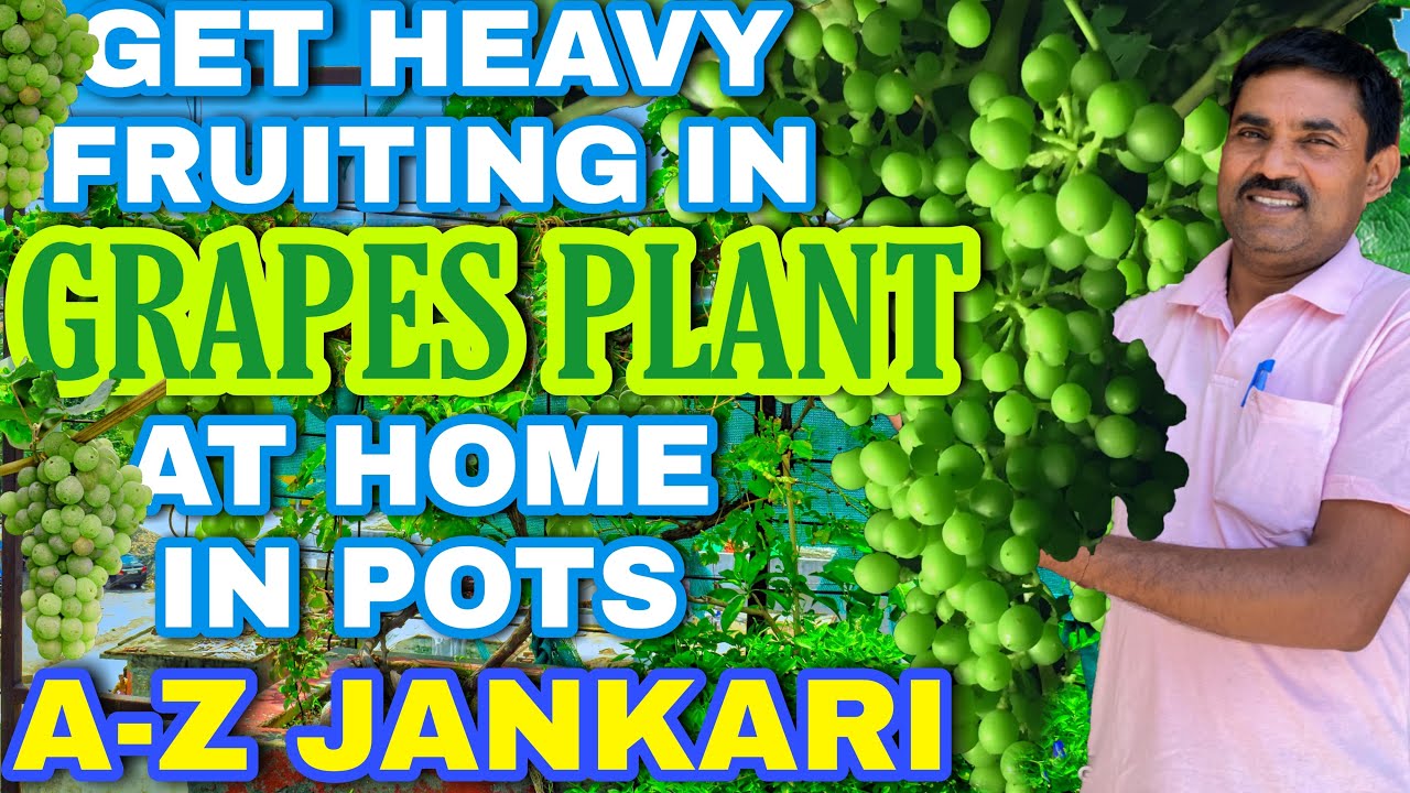 रामविलास जी गमले में लगी अंगूर की बेल से कैसे लेते हैं ढेरों अंगूर के फल | Care of Grapes in Monsoon