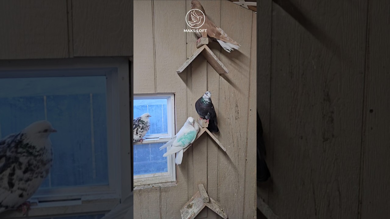 Зелёнка и голуби 🤣 Green pigeons #голуби #pigeon #birds