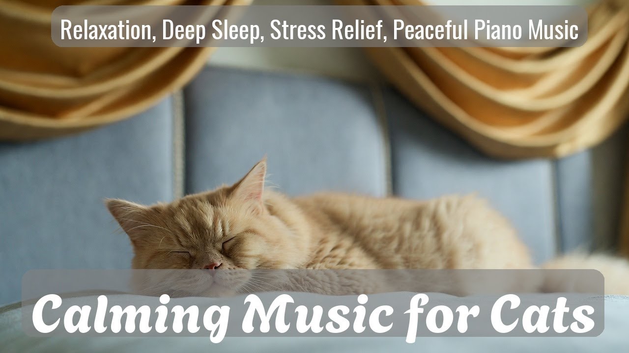 LIVE Cute Sleeping Cats Stream for Calm Night 😌 | Season 26