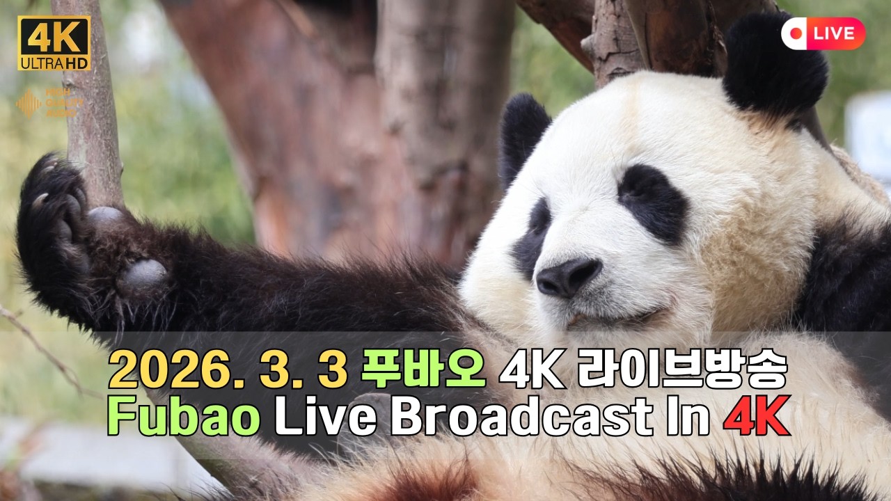 3월 3일의 푸바오의 하루를 4K 고화질 고음질 방송으로 만나보세요.(4K Fubao Live Broadcasting)