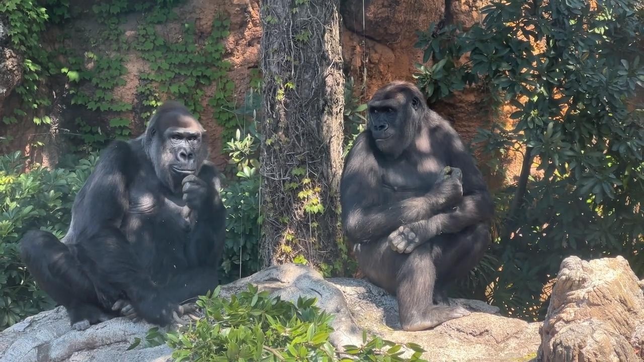 gorilla ママとご飯を食べるモモカ【2023年‎4月】【上野動物園】ゴリラ💗