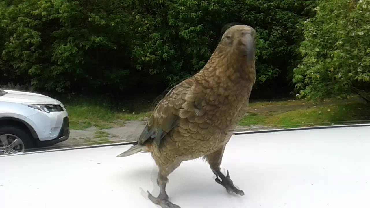Playing with Kea at Milford