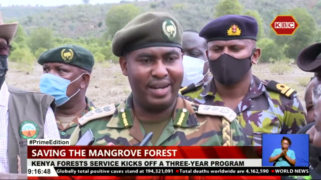 The Kenya Forest Service has kicked off an ambitious three year program to save the mangrove forest