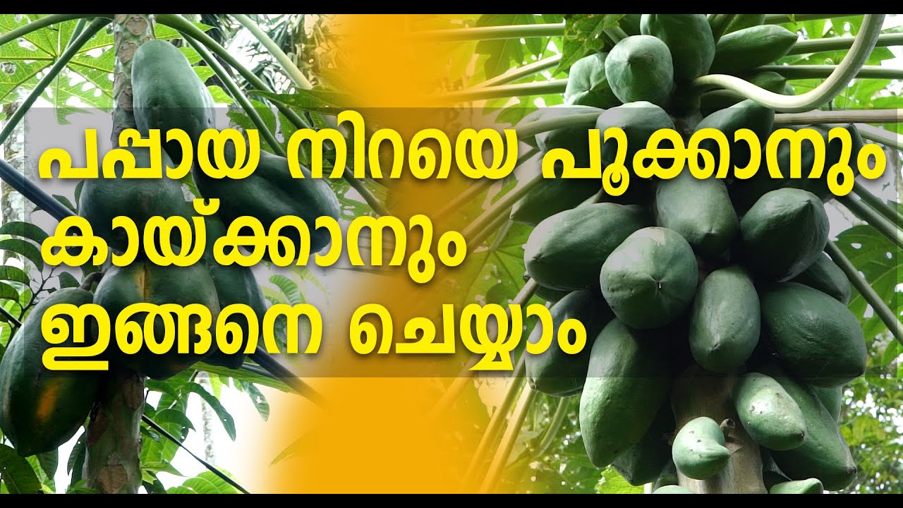 പപ്പായ നിറയെ പൂക്കാനും കായ്ക്കാനും  ഇങ്ങനെ ചെയ്യാം \ Papaya Krishi Malayalam
