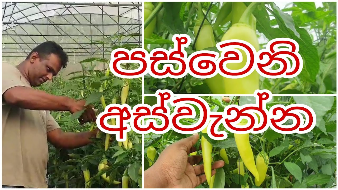 පස්වෙනි අස්වැන්න / 124 Kg / Rs 350 / Rs 400🌶️🌶️