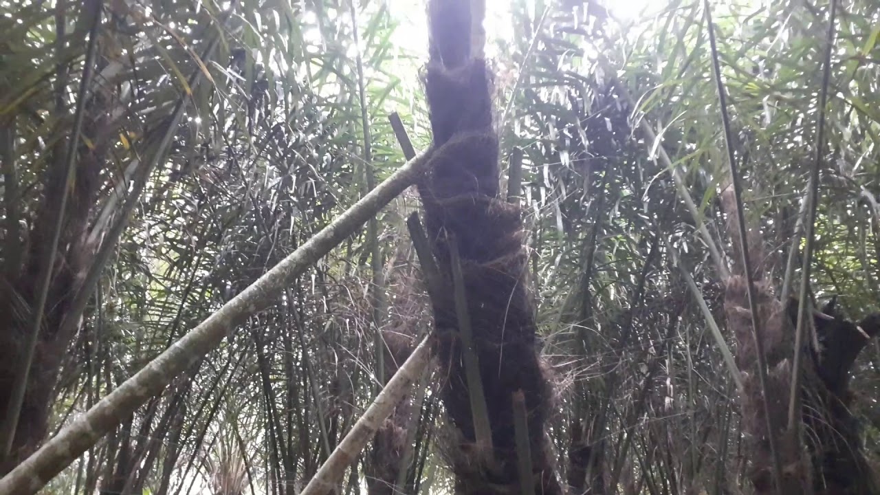 Kebun Aren Penghasil Miliaran Rupiah