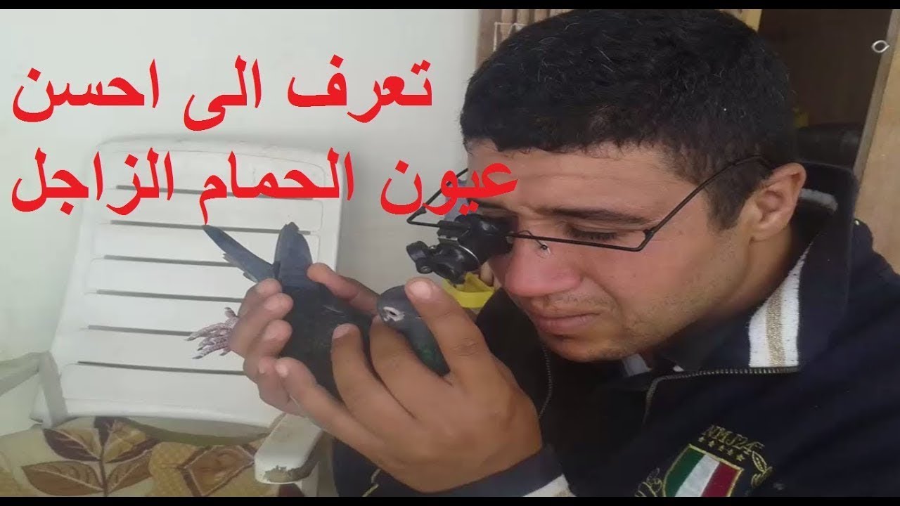 تعرف الى اصل الحمام الزاجل من خلال النظر في عيونه