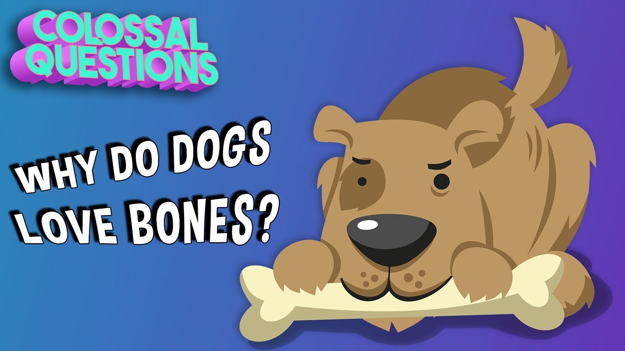 Why Do Dogs Bury Bones? | COLOSSAL QUESTIONS