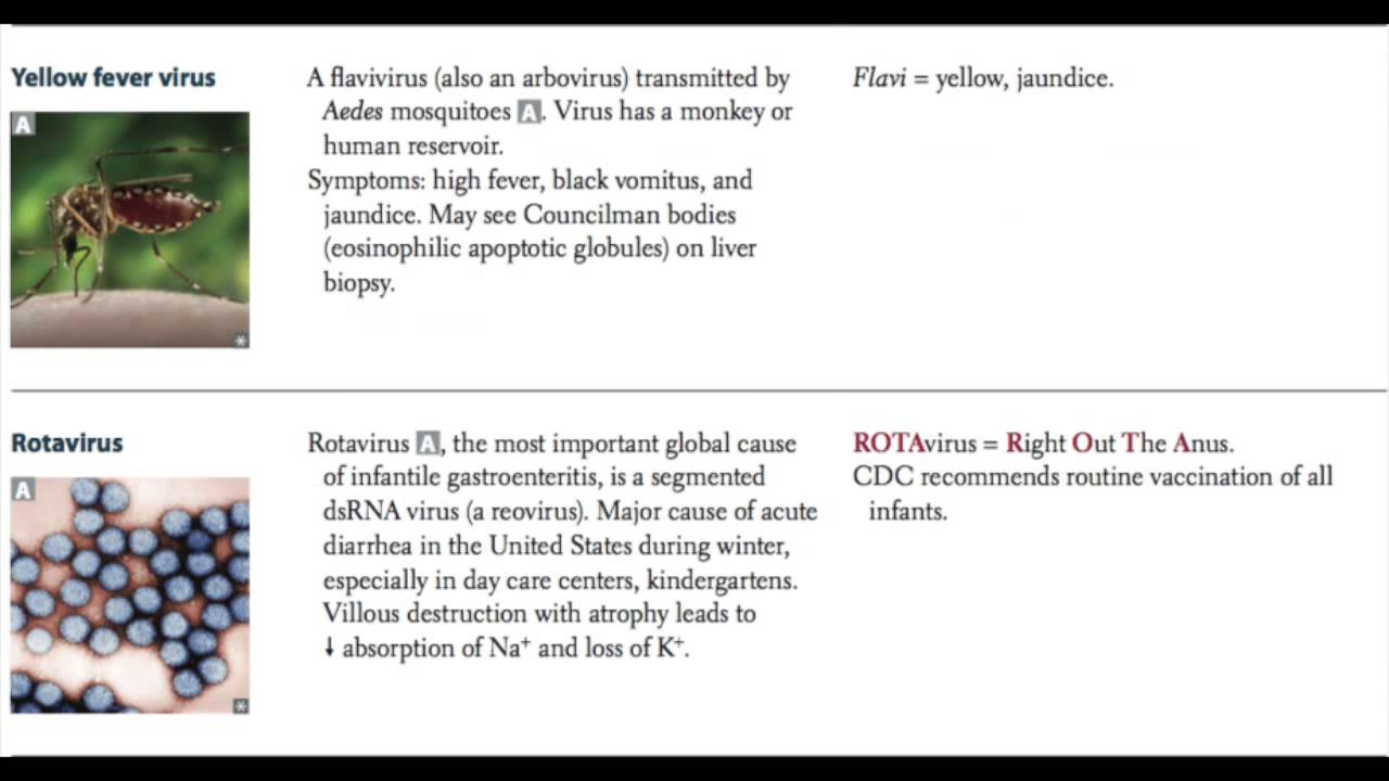 Microbiology - Virology Part 3 (RNA Viruses)