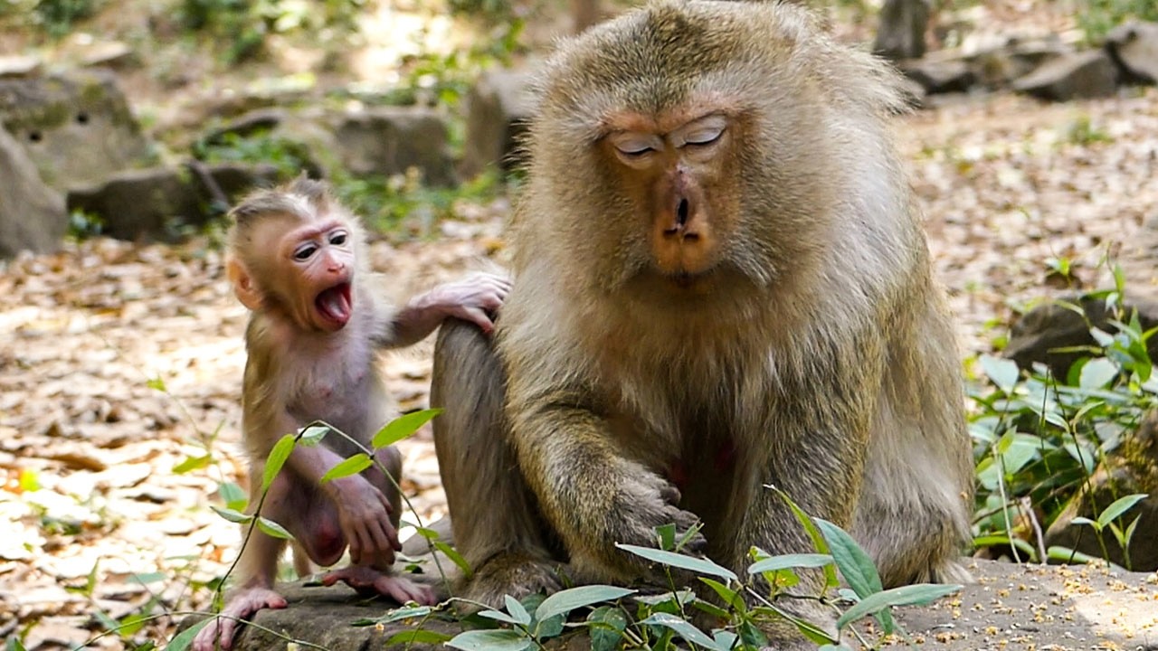 Nature resting calmly | Mom monkey Briana teaches baby Boris to eat leave
