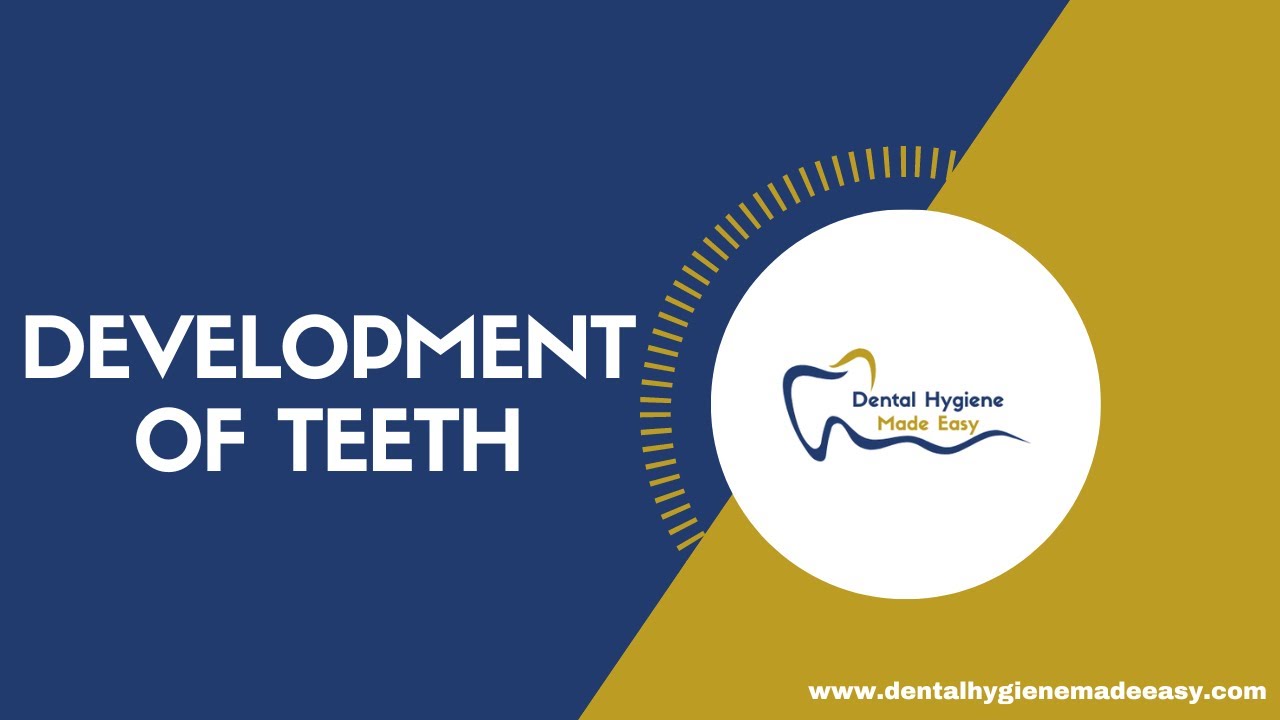 Development of Teeth | Amelogenesis | Dentinogenesis