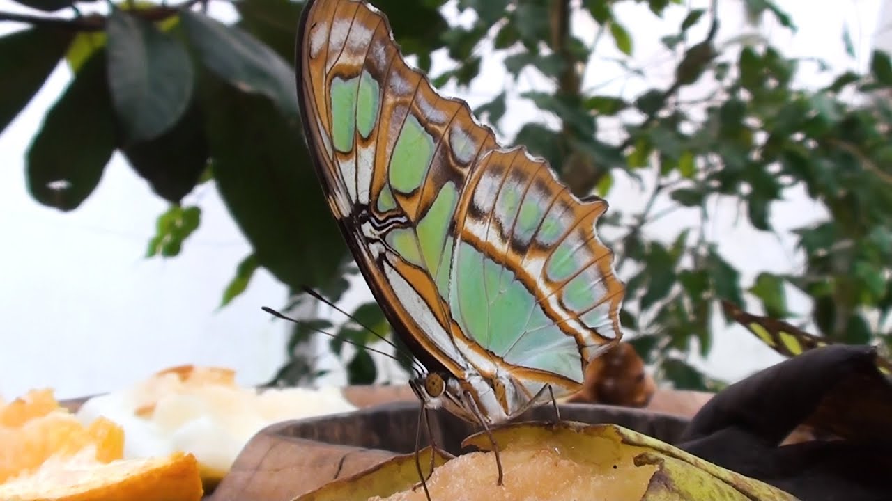 Malachite Butterfly feeding close up (Siproeta stelenes)