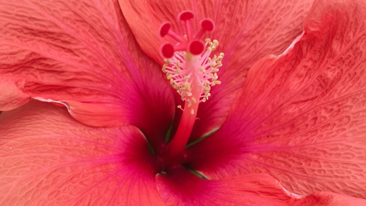 আসসালামু আলাইকুম শুভ সকাল 🥀🥀