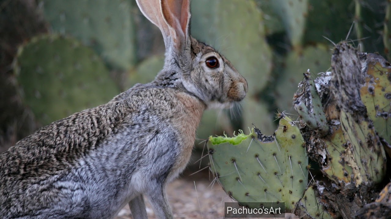 Antelope jackrabbit eating a prickly pear cactus