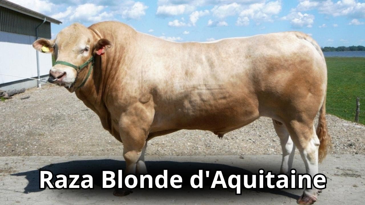 Raza Bovina Blonda de Aquitania. La raza rubia de Aquitania, Blonde d'Aquitaine