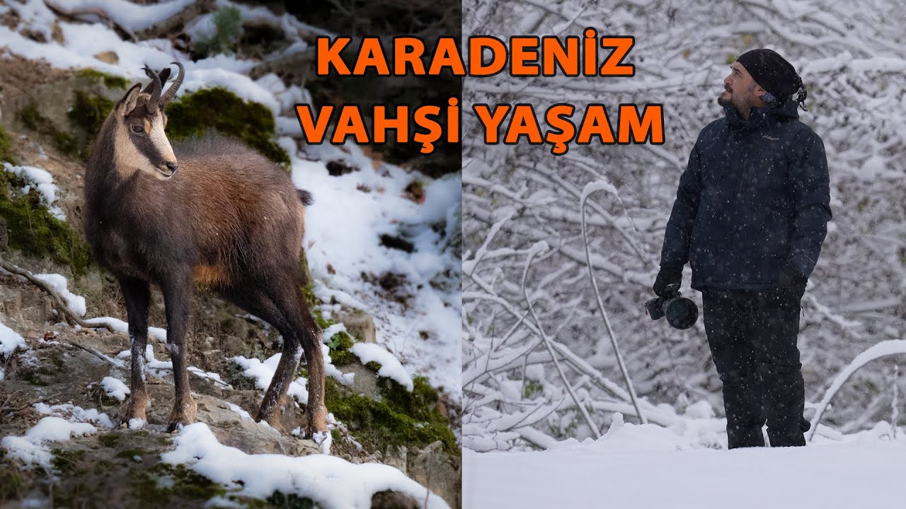Karadeniz Dağlarında Muhteşem Kar Manzaraları ve Yaban Hayatı Çekimleri