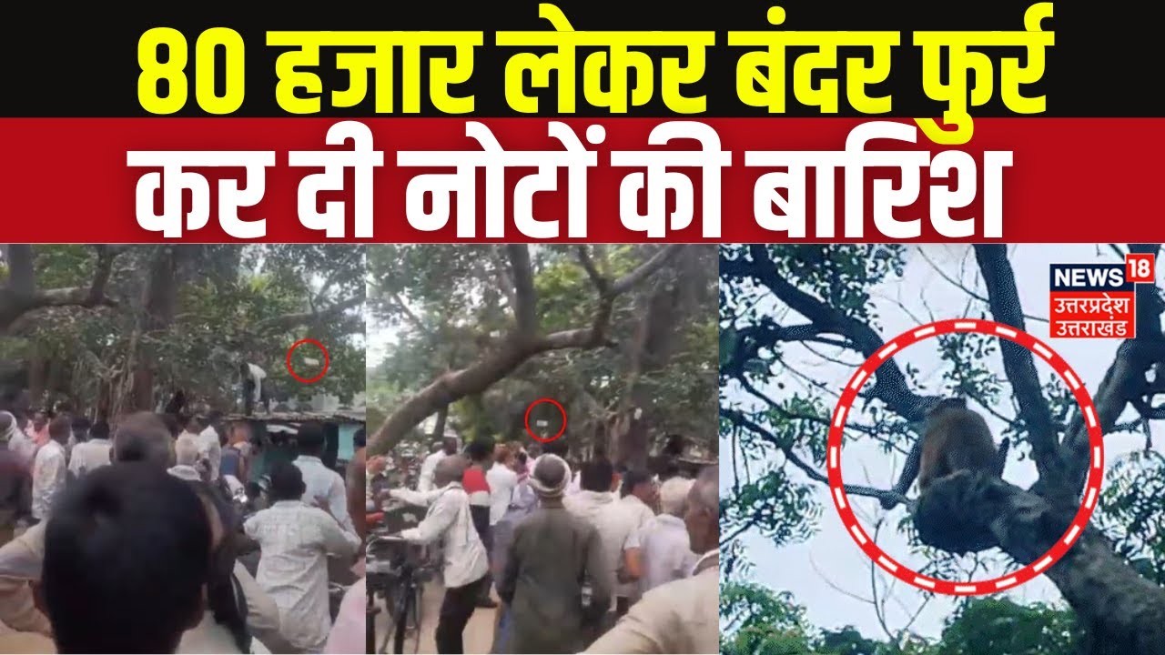Viral Video: 'मैं बारिश कर दूं पैसे की...', बंदर करने लगा नोटों की बारिश, अंदाज देख हो जाएंगे फिदा!