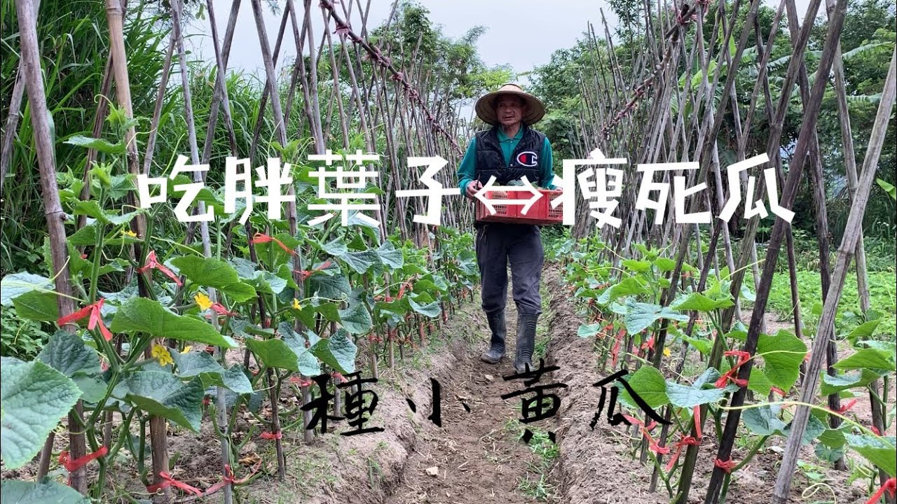 ㈢種小黃瓜「小心 」吃胖葉子瘦死瓜～開花坐瓜期修剪葉子工作非常重要
