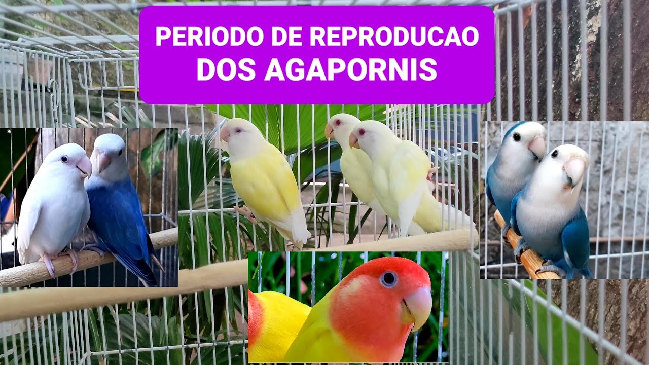 Período de reprodução dos agapornis