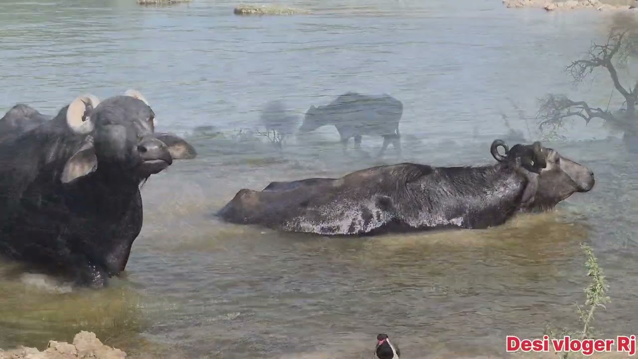 buffalo videos for babies || desi cow dairy farm Rajasthan
