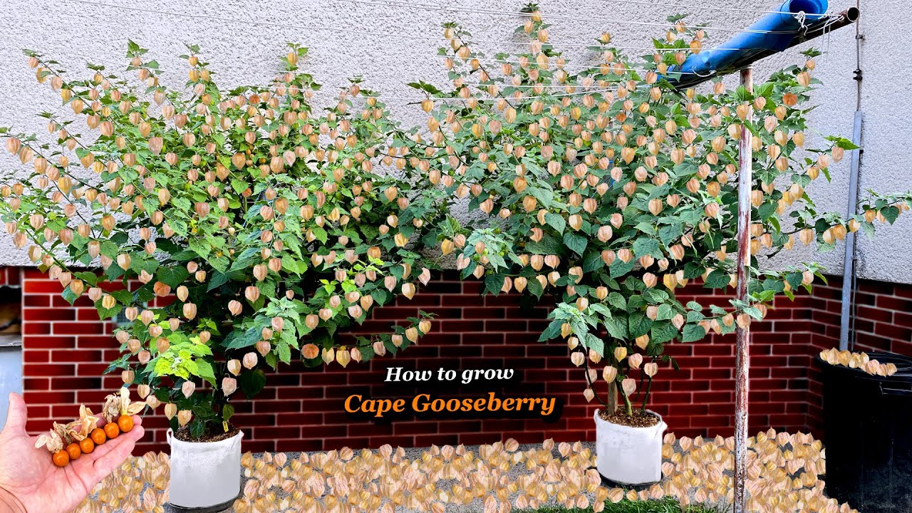 Growing Cape Gooseberry from Seed to Harvest - Step by Step (Physalis Peruviana in Containers)
