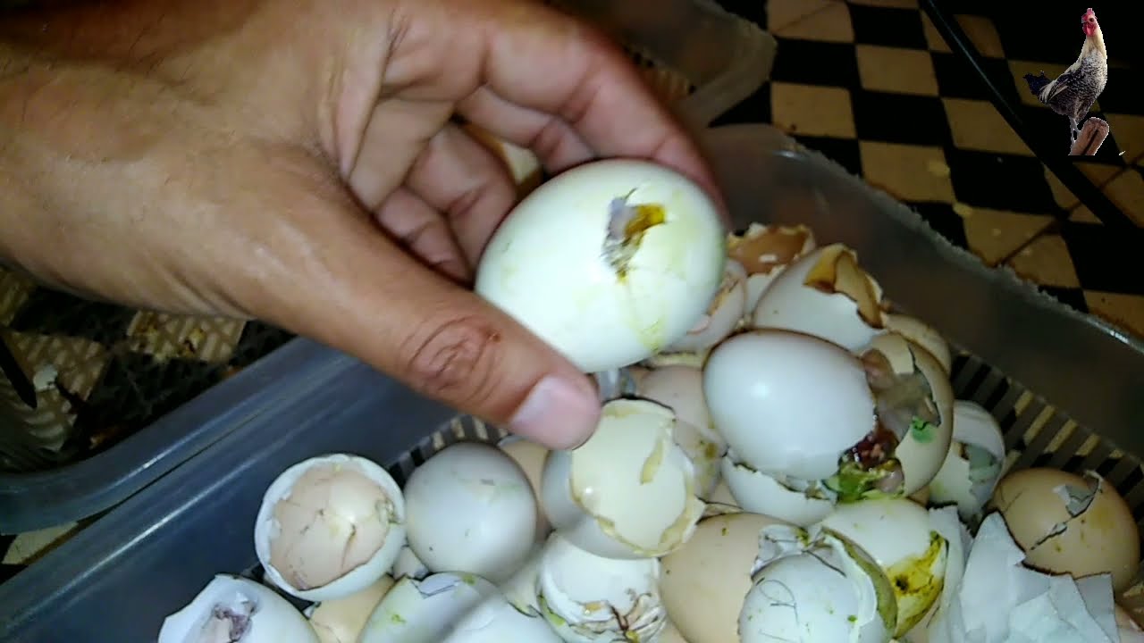 كيف تؤثر الرطوبة الزائدة على الكتكوت اثناء التفقيس فيديو