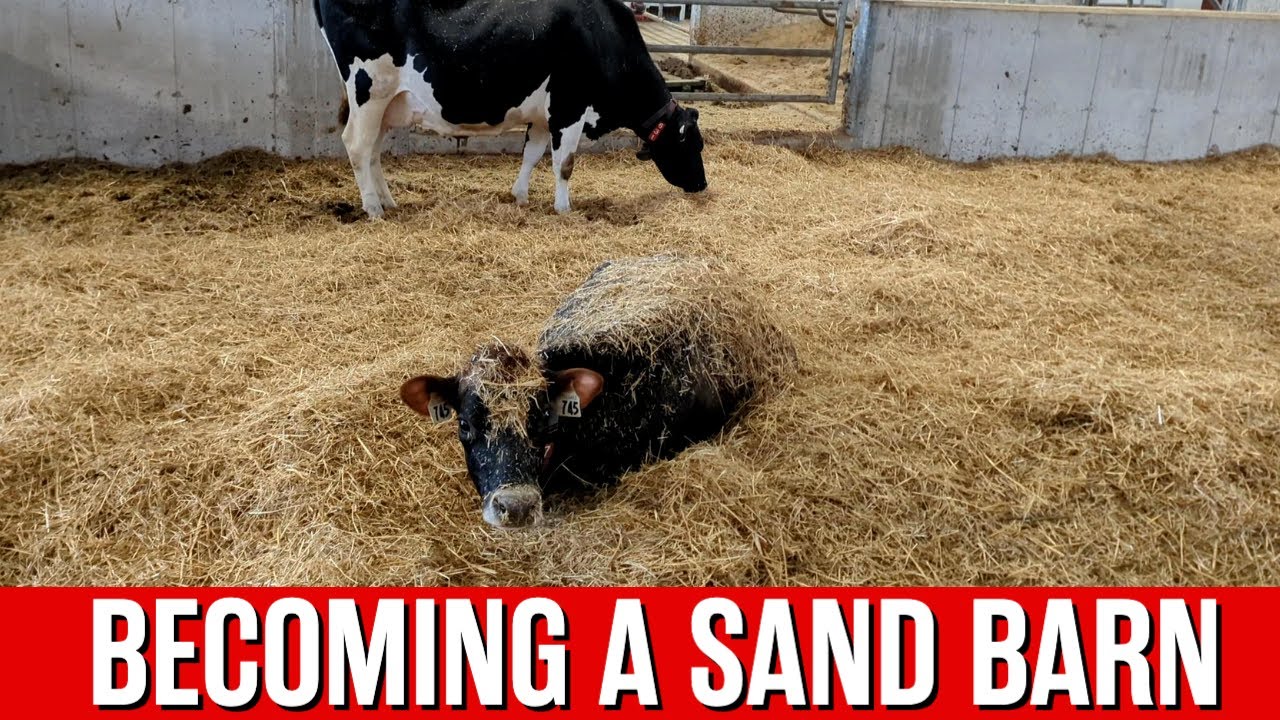 Forget straw - we're using sand for cows to lay on | Cow Palace E75