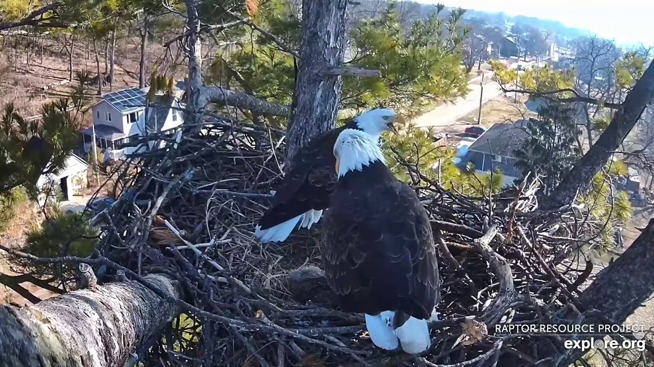 Trempealeau Eagles: Mrs.T took a rabbit from Mr.T   -- 2026 02 14