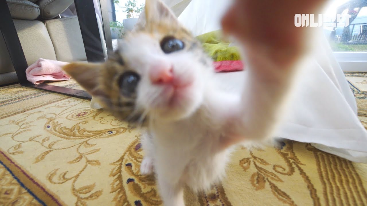 엄마 나 이만큼 컸어요 ㅣ Kitten Says 