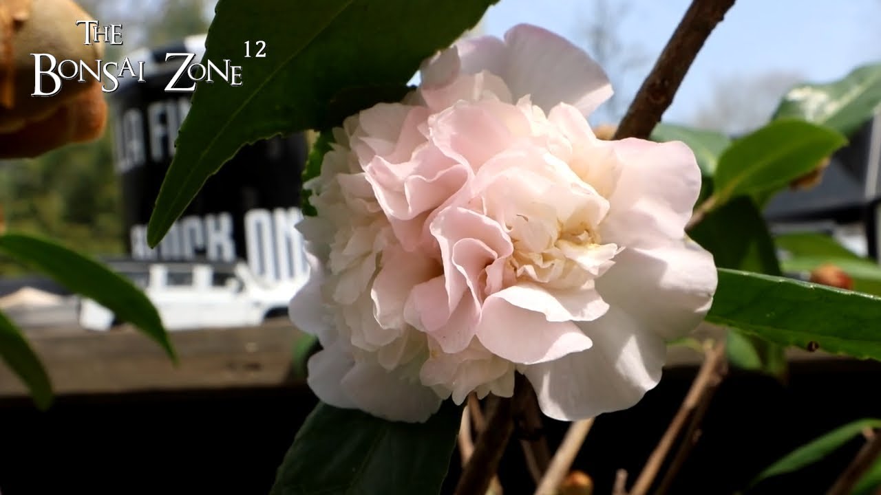The First Work on My Camelia, The Bonsai Zone, April 2025
