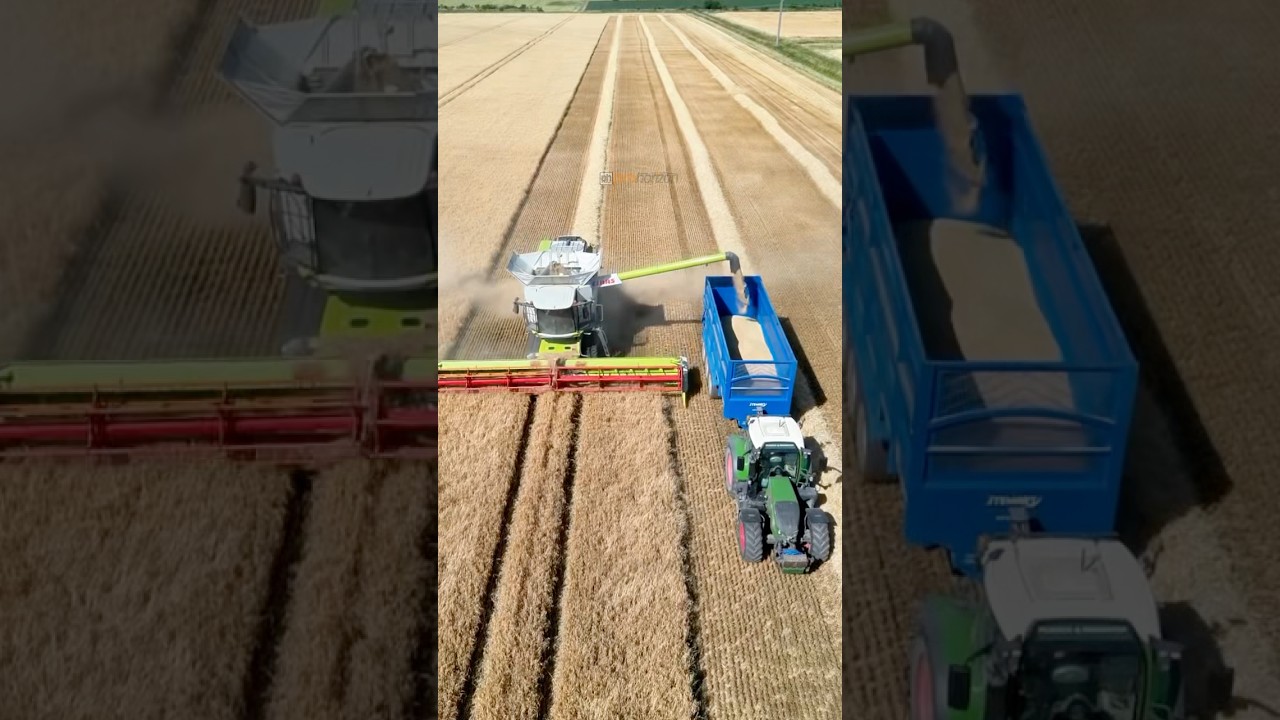Winter barley harvest with the CLAAS 7500 lexion combine harvester #barleyharvest