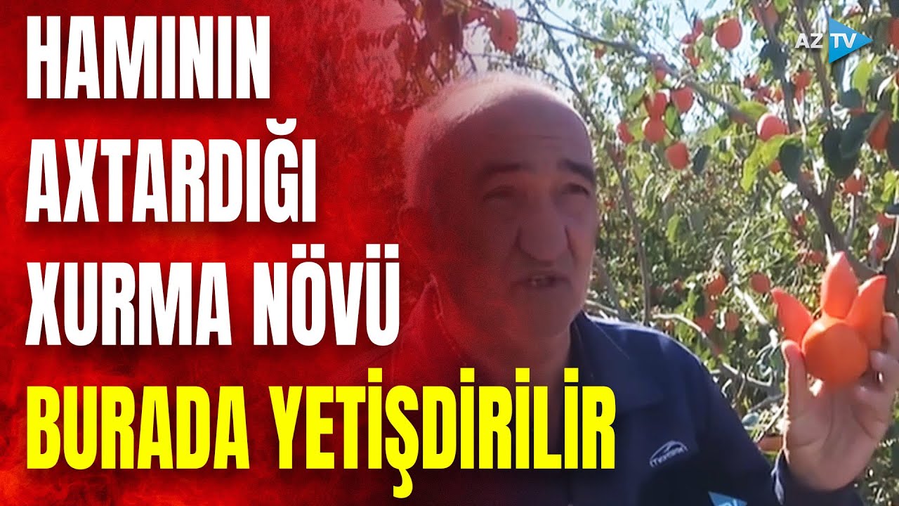 Bu MƏŞHUR XURMA burada yetişdirilirmiş: hamının axtardığı meyvənin QEYRİ-ADİ GÖRÜNTÜLƏRİ