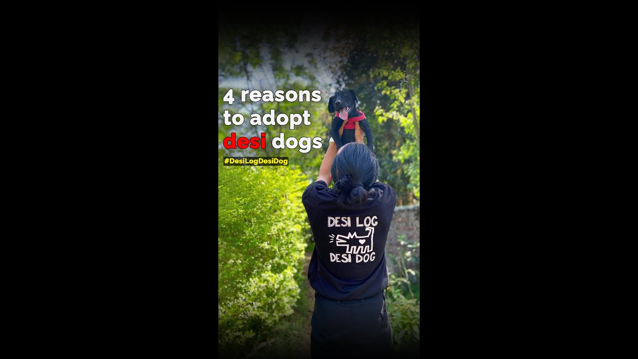 4 reasons to adopt desi dogs | Adopt don't shop