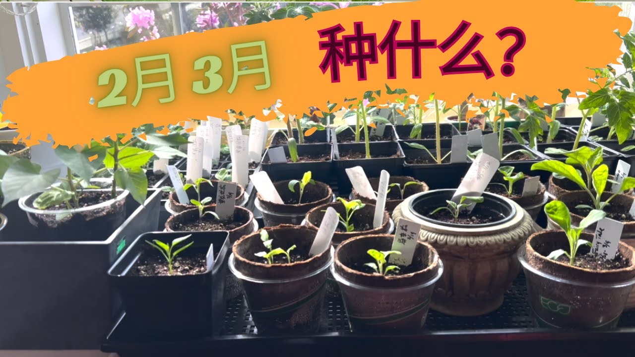 2月3月种什么？春菜育苗黄金期 | 选对时间收成翻倍 (February & March Planting Guide)