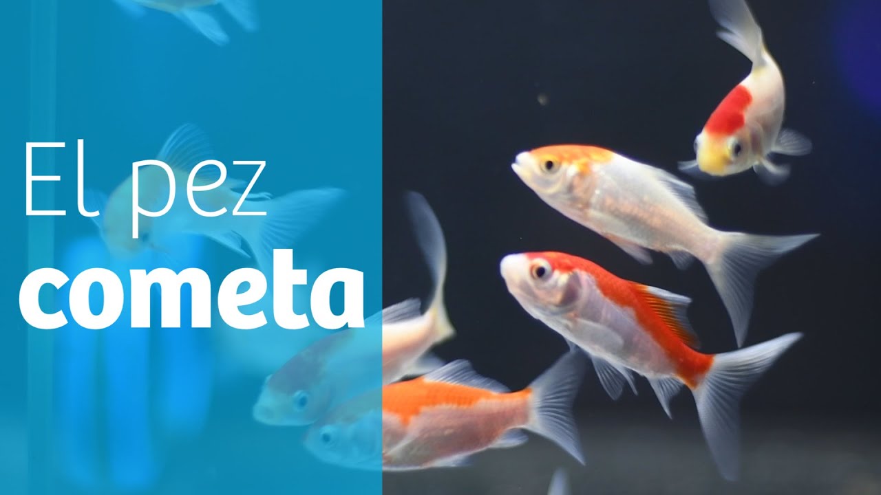 Los cometas · Goldfish para tu acuario o estanque ☄