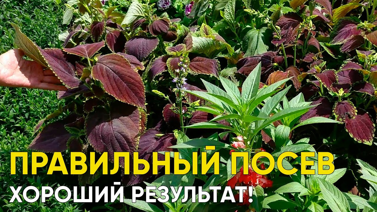 Как легко вырастить колеус из семян. Посев, первый уход. Особенности цвета колеусов