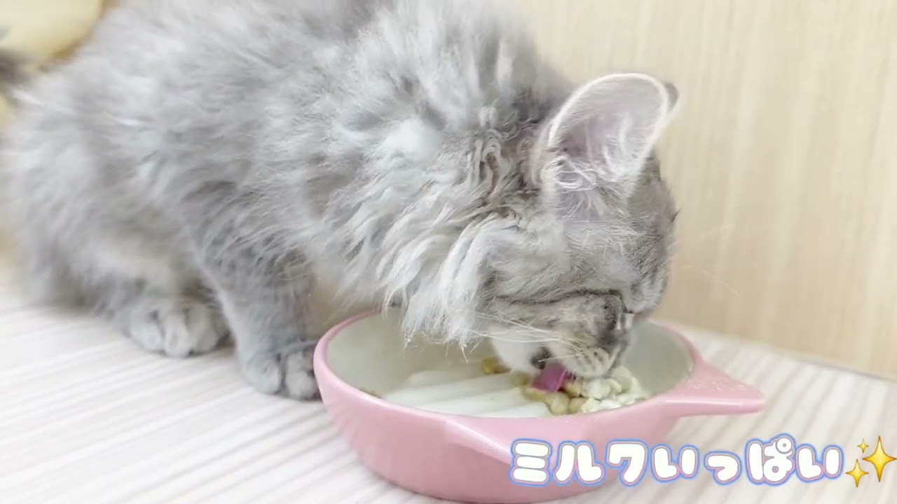 【ノルウェージャンフォレストキャット】モグモグタイム