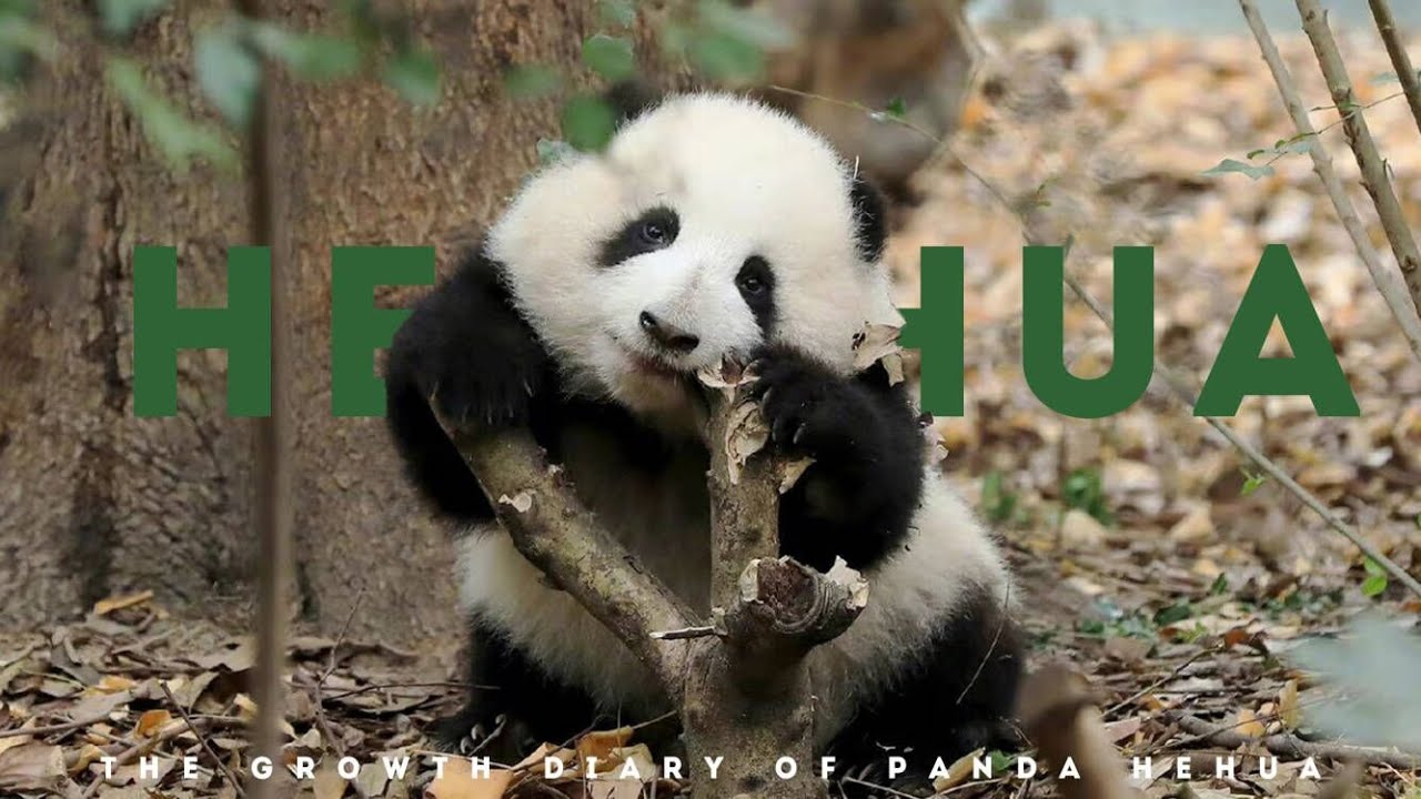 The growth diary of panda He Hua