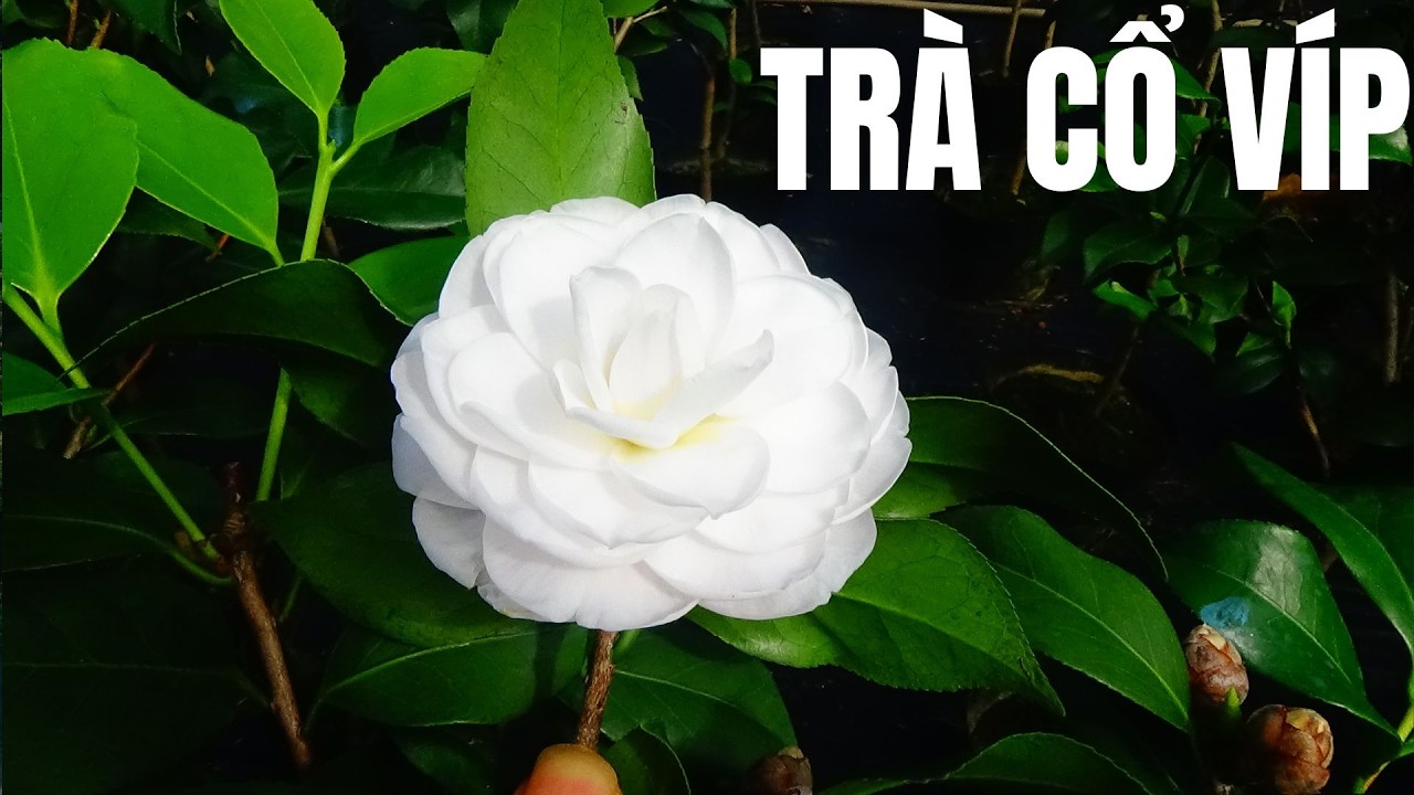 ĐỦ GIỐNG TRÀ MY CỔ NĂM 2026 || MỚI NHẤT || VKC 0988015061