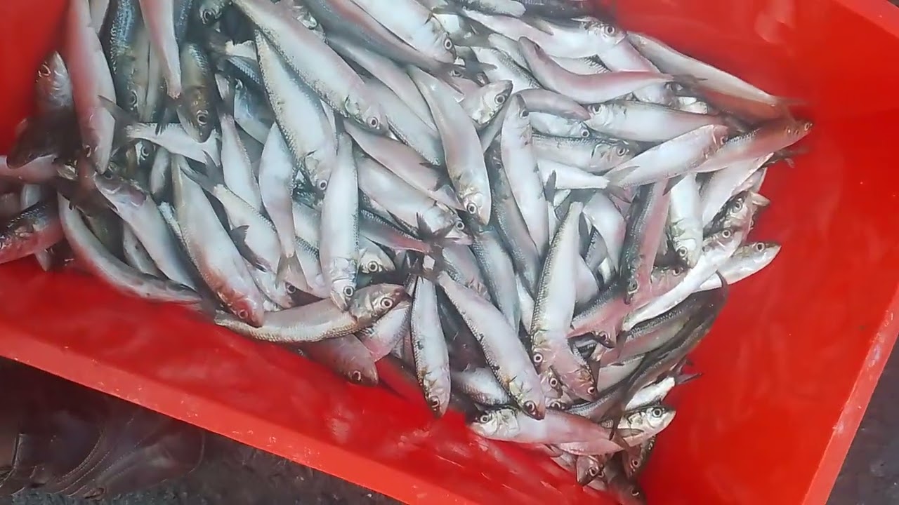 ponnani fishing