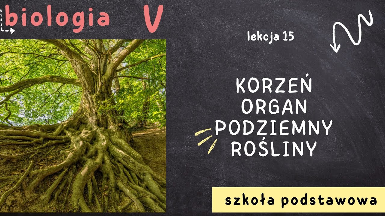Biologia klasa 5 [Lekcja 15 - Korzeń, organ podziemny rośliny]