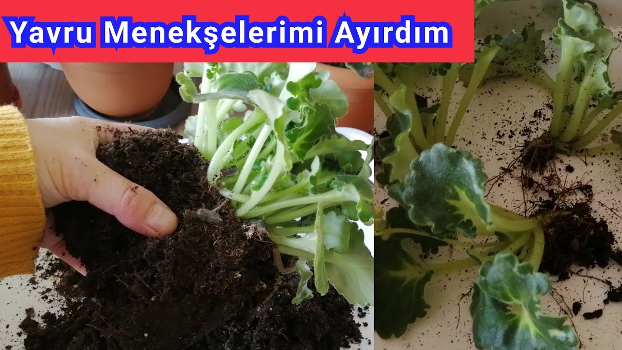 Yavru Menekşelerimi Ayırdım. Menekşe Bakımı. Menekşe Çoğaltma. Menekşe Saksı Değişimi. Africa violet