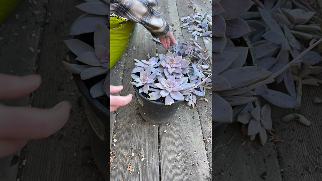 Propagating Succulents: Graptopetalum &lsquo;Superbum&rsquo;
