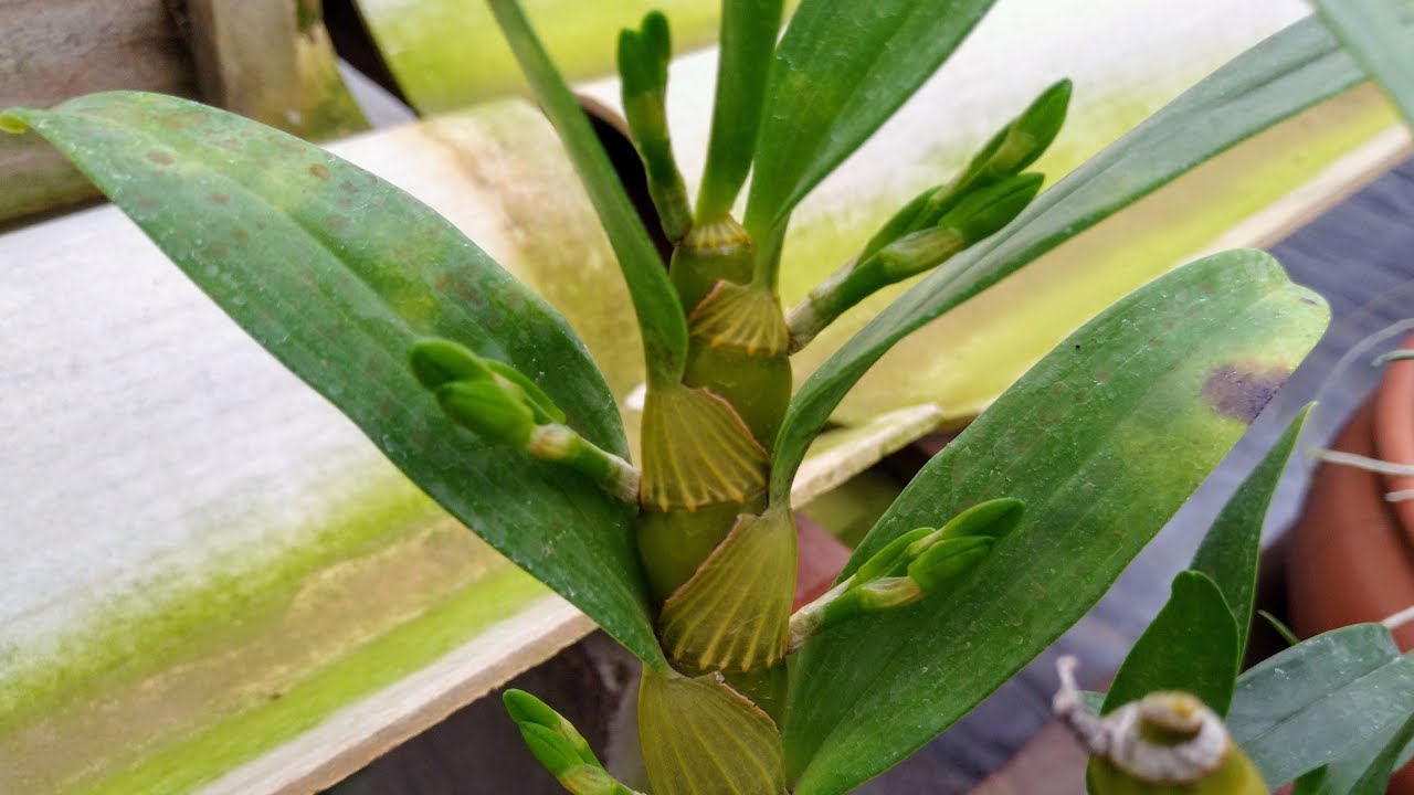 DENDROBIUM NOBILE'S / OLHO DE BONECA + PRECISA FAZER O ESTRESSE HÍDRICO??