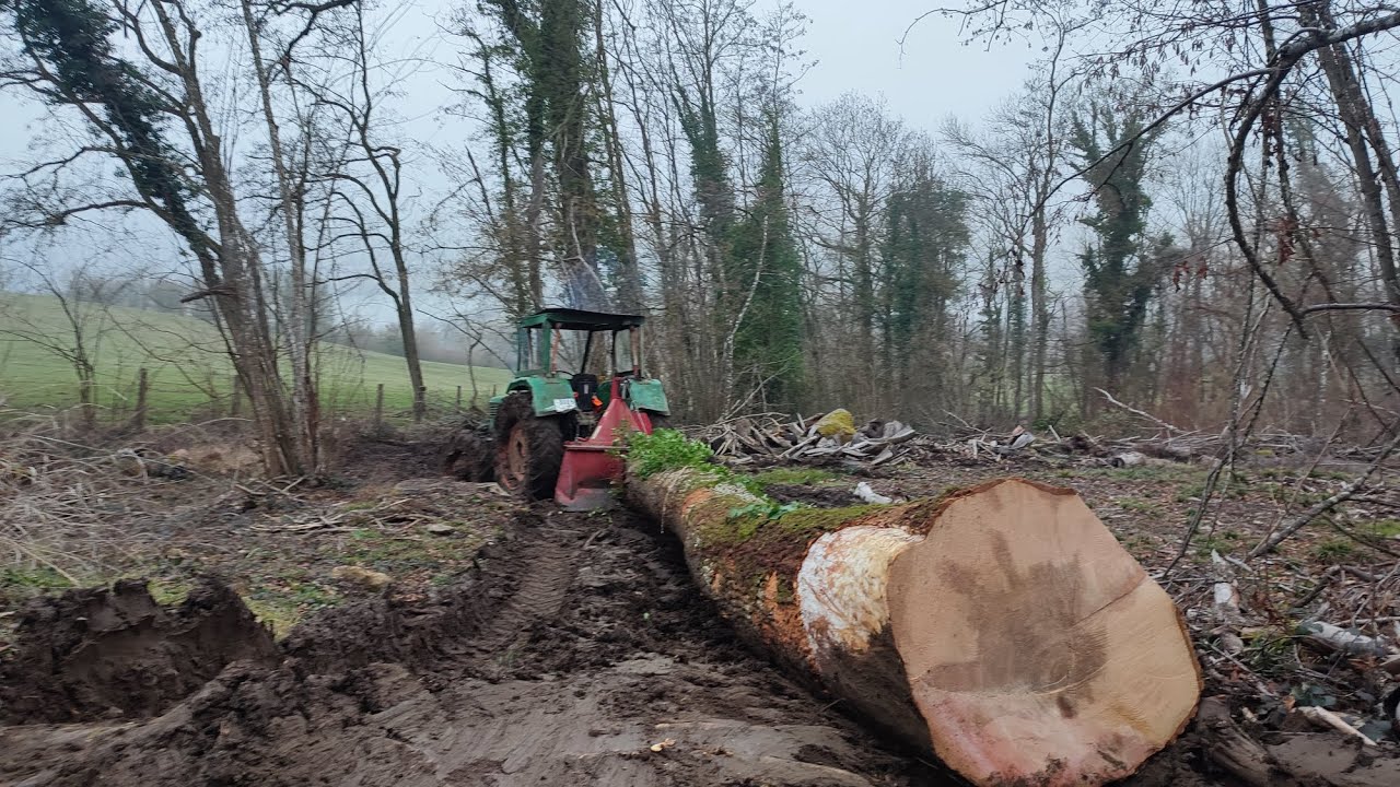 Débardage de gros frêne #forestmen 